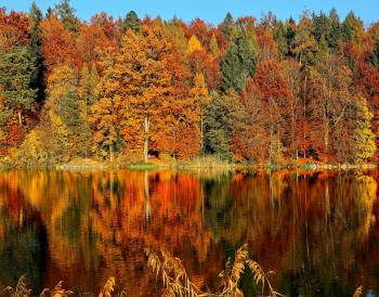 trees by the lake