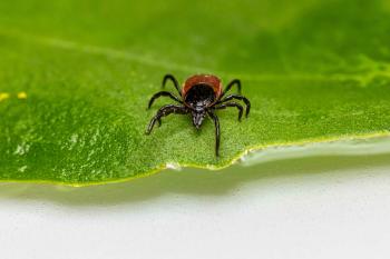 tick